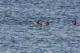 IMG_3787.jpg